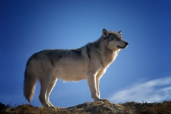 Czytaj więcej: Uwaga na wilki na terenie Gminy Zakliczyn!